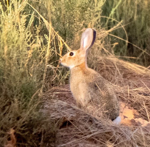 European Rabbit