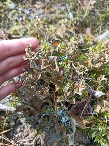 Iceland Lichen