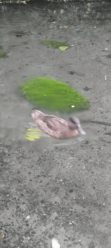 Mallard