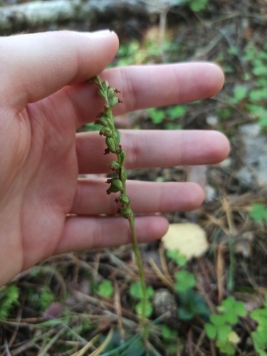 lesser rattlesnake plantain