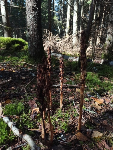 pinesap