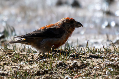 iNaturalist observation photo of Red Crossbill