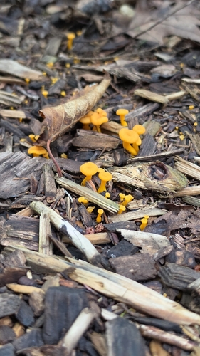 Yellow Fairy Cups