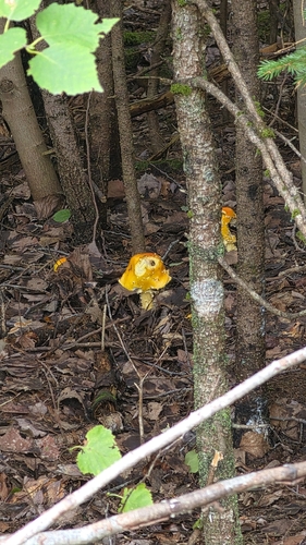Yellow Patches