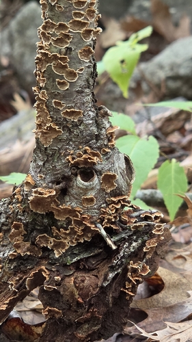 crowded parchment