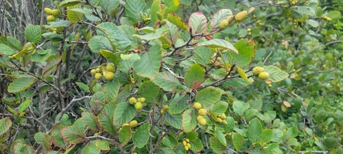 green alder