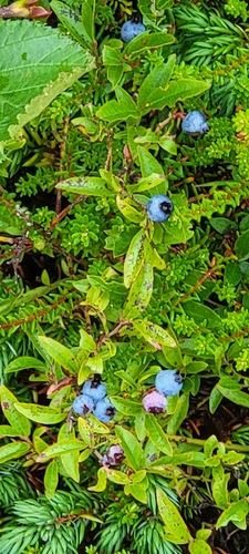 lowbush blueberry