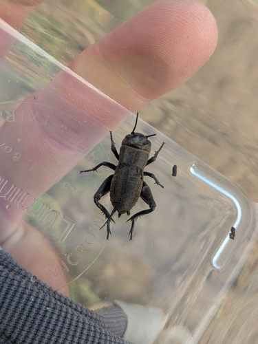 European Field Cricket