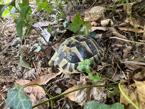 Hermann's Tortoise