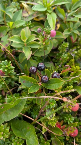 black chokeberry