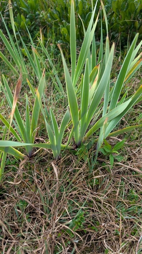 beach-head iris