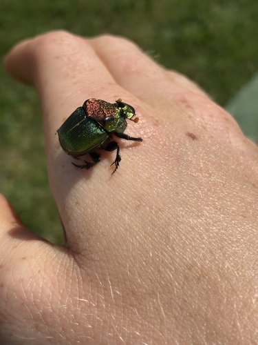 Rainbow Scarab