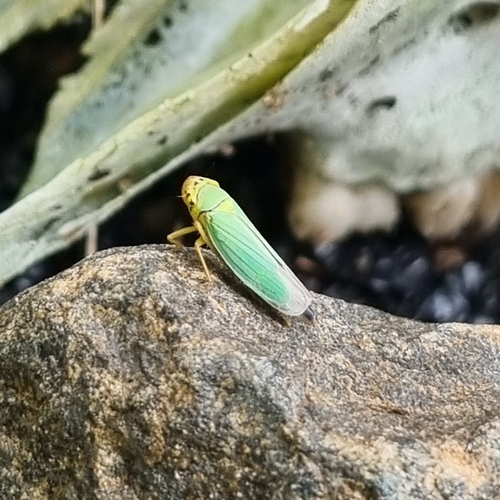 Green Leafhopper