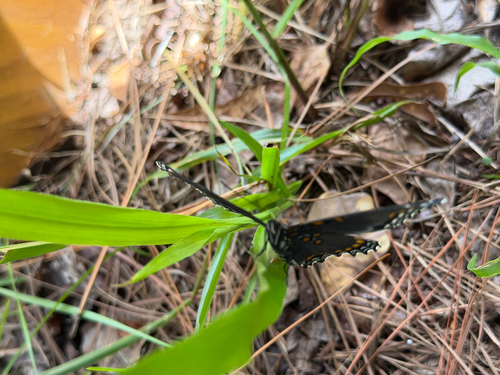 Red-spotted Admiral