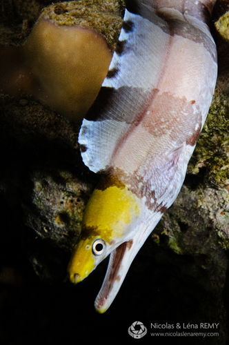 Yellow-headed Moray — seen at this dive site
