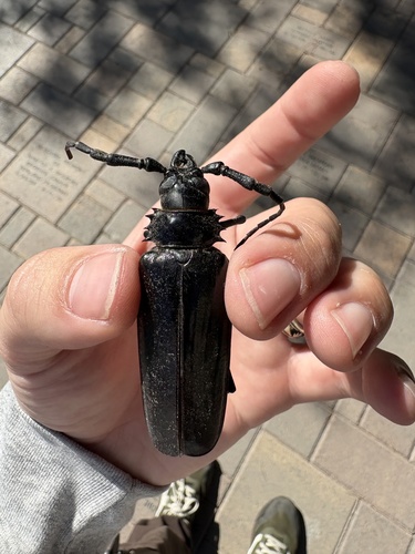Palo Verde Root Borer