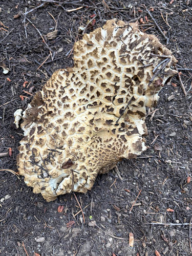 iNaturalist observation photo of Mushrooms, Bracket Fungi, Puffballs, and Allies
