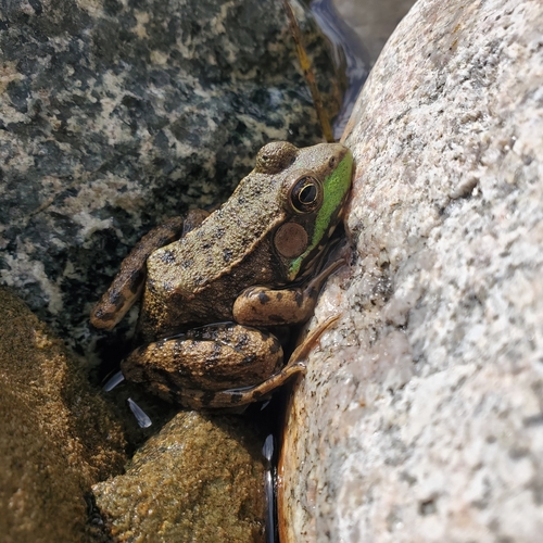Green Frog