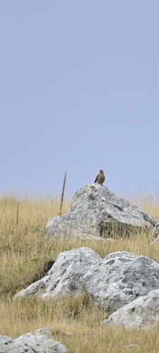 Eurasian Kestrel