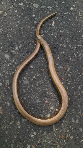 Common Slowworm