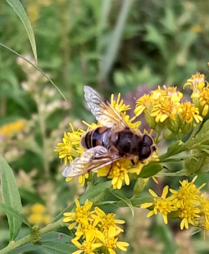 Common Drone Fly