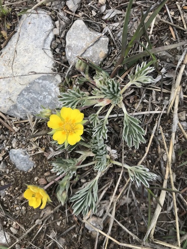 Potentilla macounii Rydb.