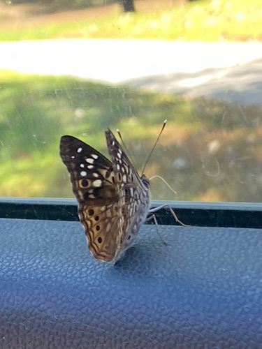 Hackberry Emperor