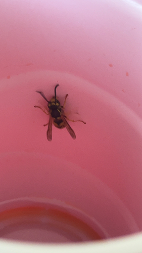 German Yellowjacket
