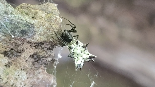 Spined Micrathena