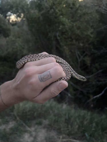 Bullsnake