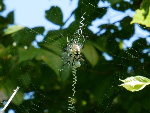 Yellow Garden Spider