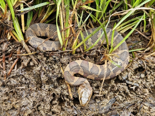 Common Watersnake