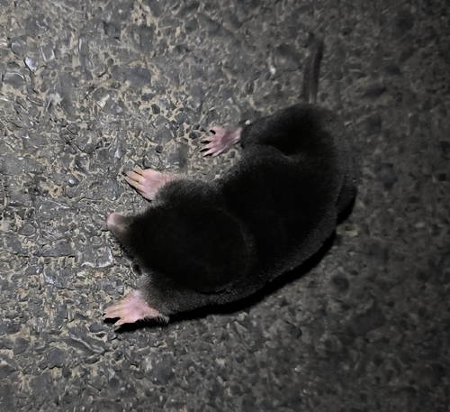 European Mole