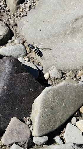Four-banded Stink Bug Wasp