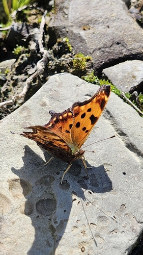 Eastern Comma