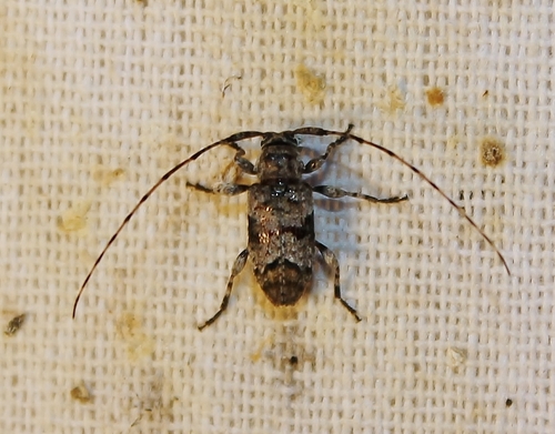Sternidius mimeticus