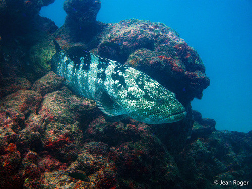 Malabar Grouper