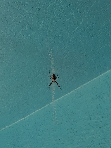 Yellow Garden Spider