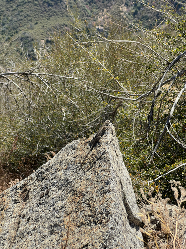 iNaturalist observation photo of Spiny Lizards