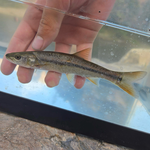 Sacramento Pikeminnow