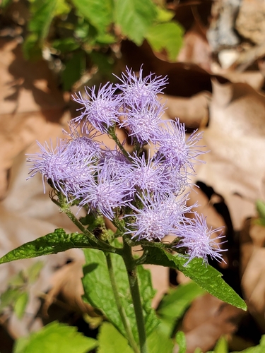 blue mistflower