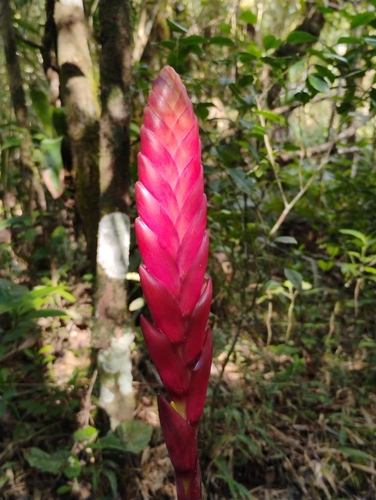 Vriesea platynema