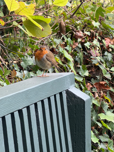 European Robin