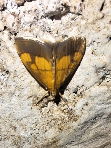 Dark Bordered Pearl
