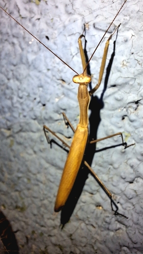 European Mantis