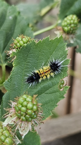 Spotted Tussock Moth