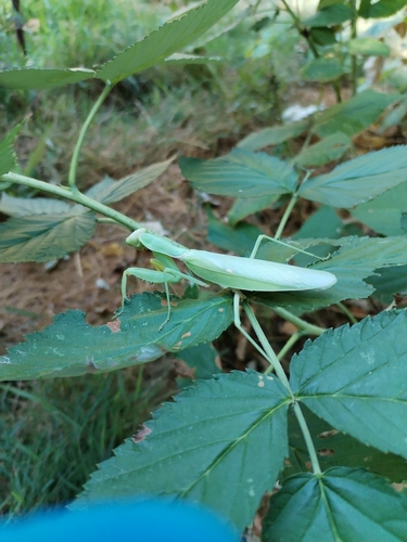 Transcaucasian Giant Mantis