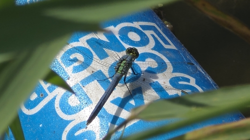 Eastern Pondhawk