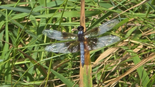 Widow Skimmer