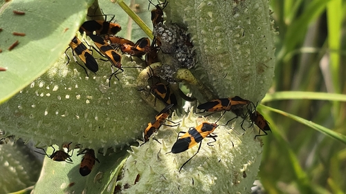 Large Milkweed Bug